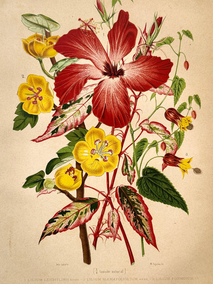 Cromolitografía botánica, Lirio - Historia Natural, Montaner y Simón 1876