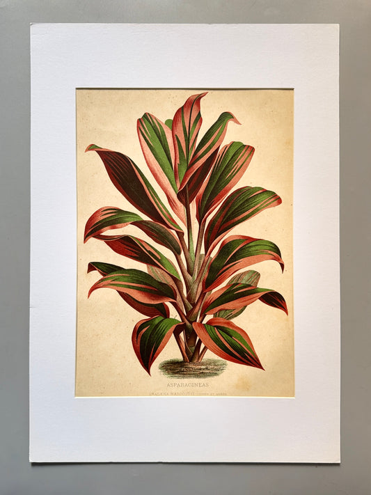 Cromolitografía botánica, Drácena de Warneck - Historia Natural, Montaner y Simón 1876