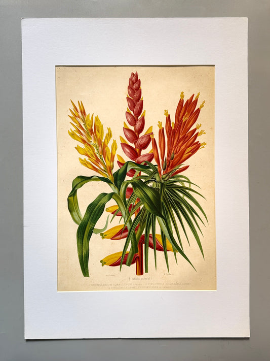 Cromolitografía botánica, Encholirium Corallinum - Historia Natural, Montaner y Simón 1876