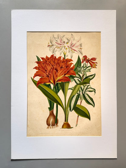 Cromolitografía botánica, Hippeastrum alberti - Historia Natural, Montaner y Simón 1876