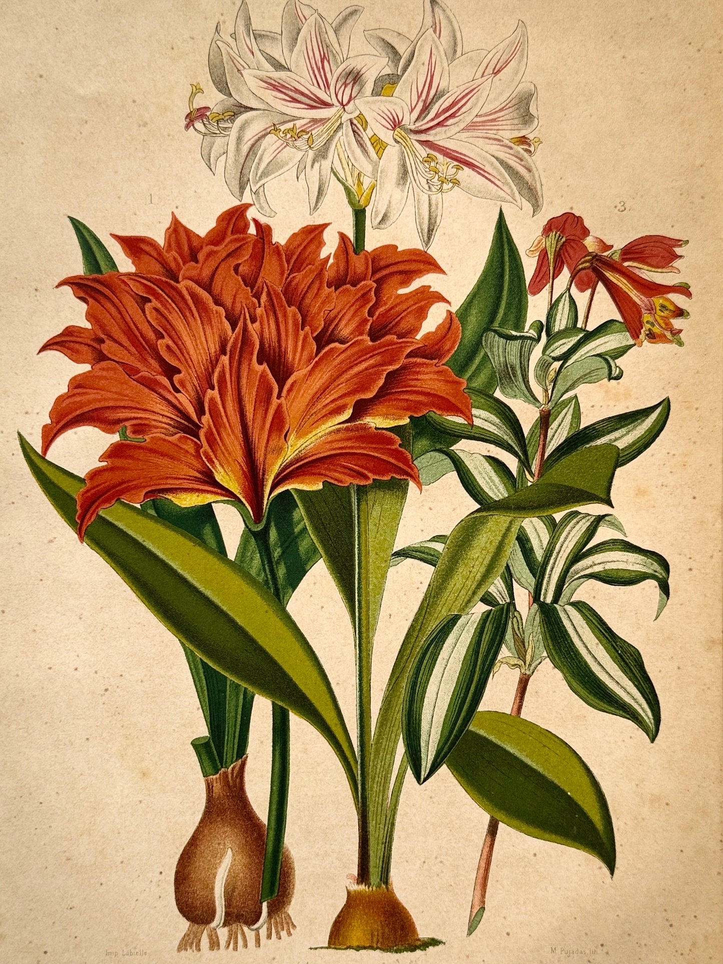 Cromolitografía botánica, Hippeastrum alberti - Historia Natural, Montaner y Simón 1876