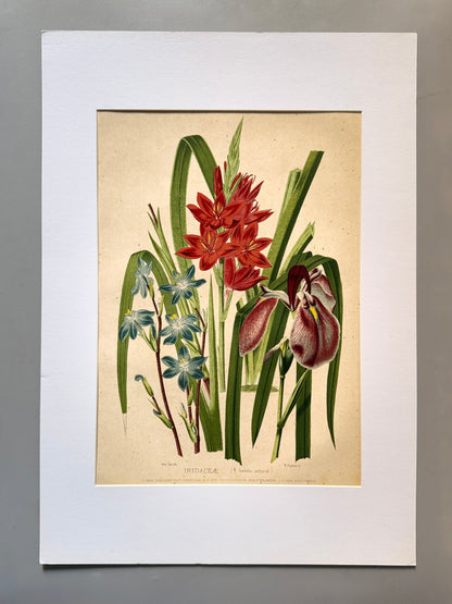 Cromolitografía botánica, Iris - Historia Natural, Montaner y Simón 1876