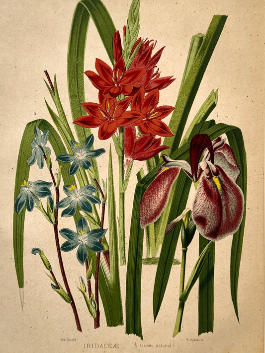 Cromolitografía botánica, Iris - Historia Natural, Montaner y Simón 1876