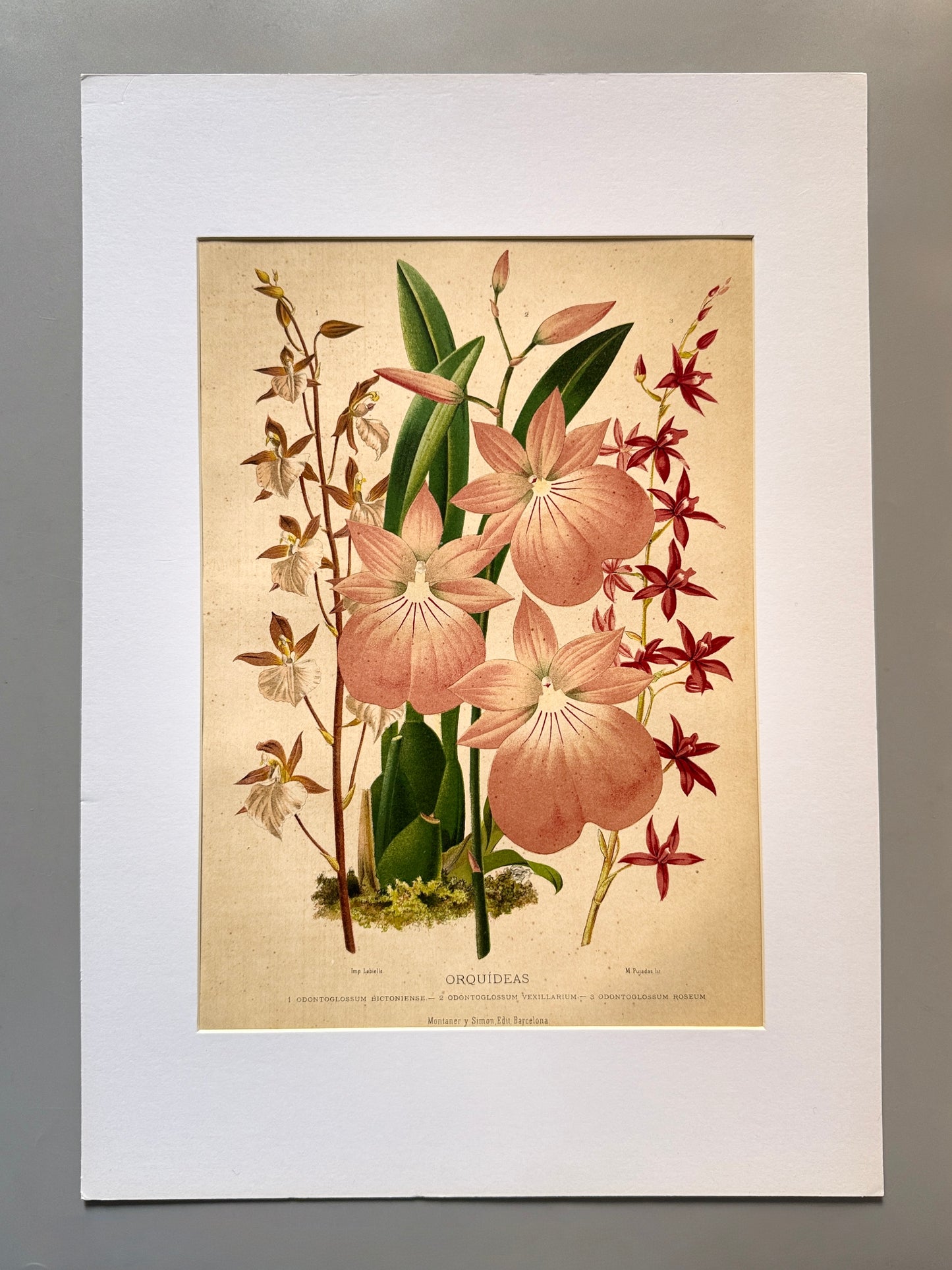 Cromolitografía botánica, Orquídeas - Historia Natural, Montaner y Simón 1876