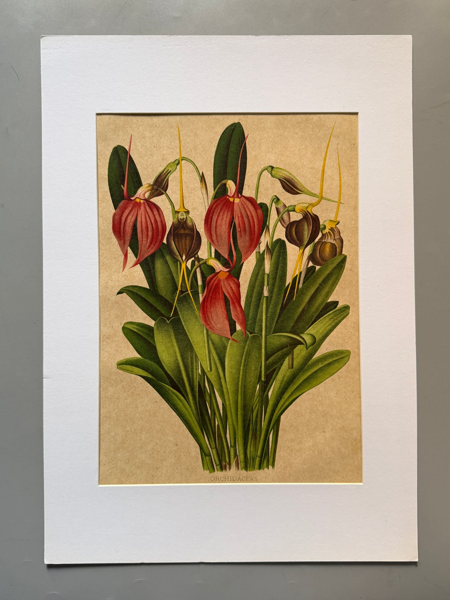 Cromolitografía botánica, Orquidaceas - Historia Natural, Montaner y Simón 1876