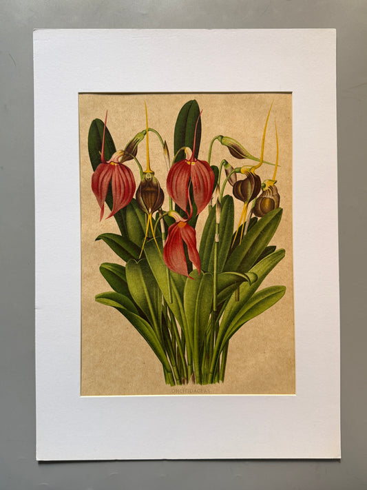Cromolitografía botánica, Orquidaceas - Historia Natural, Montaner y Simón 1876