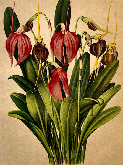 Cromolitografía botánica, Orquidaceas - Historia Natural, Montaner y Simón 1876