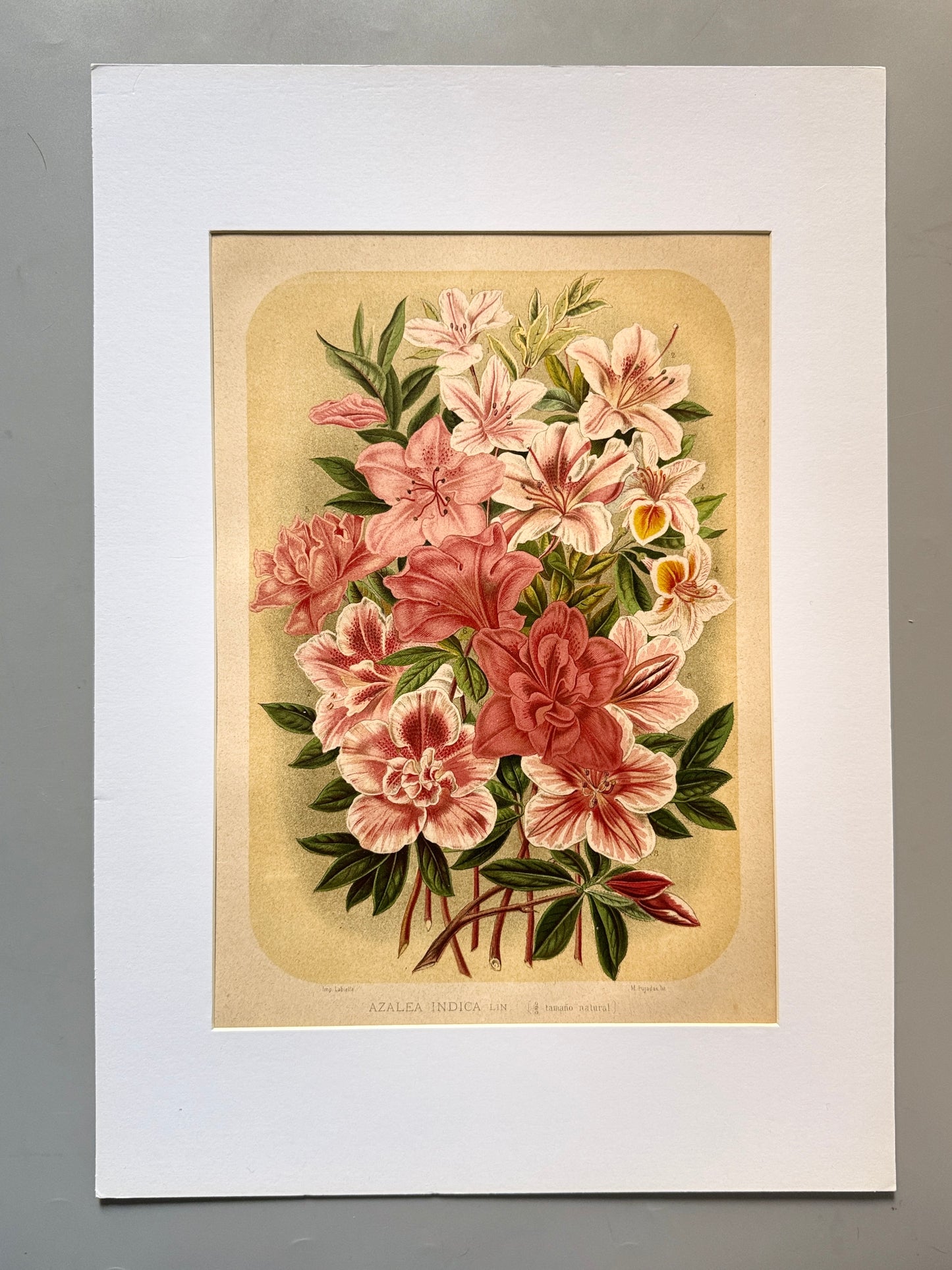 Cromolitografía botánica, Azalea - Historia Natural, Montaner y Simón 1876
