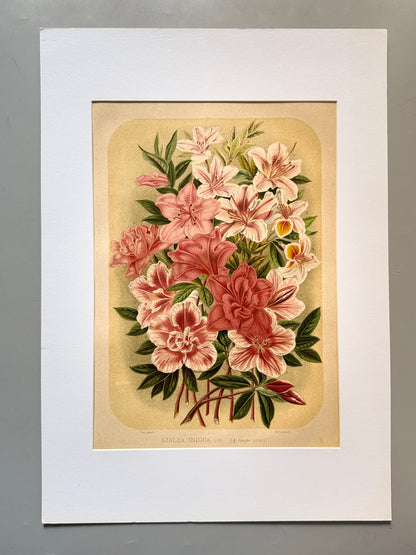 Cromolitografía botánica, Azalea - Historia Natural, Montaner y Simón 1876