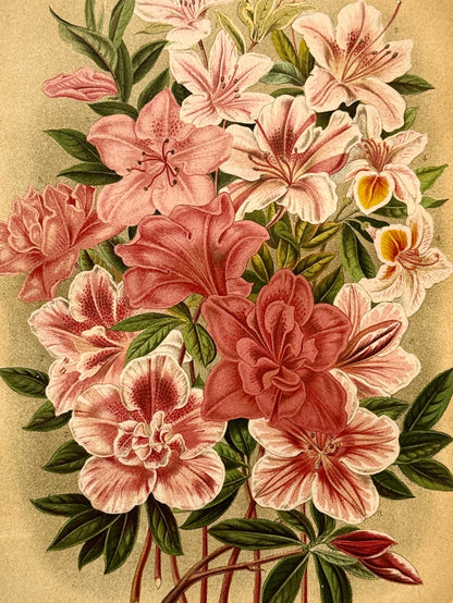 Cromolitografía botánica, Azalea - Historia Natural, Montaner y Simón 1876