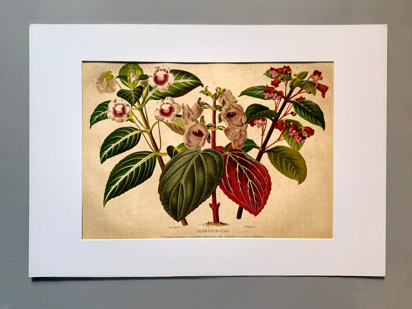 Cromolitografía botánica, Gesneriáceas - Historia Natural, Montaner y Simón 1876