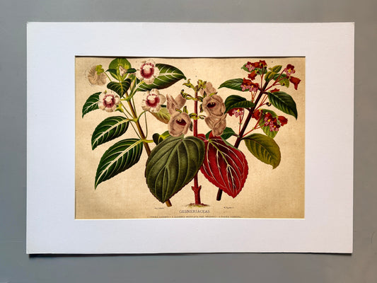 Cromolitografía botánica, Gesneriáceas - Historia Natural, Montaner y Simón 1876
