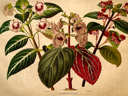 Cromolitografía botánica, Gesneriáceas - Historia Natural, Montaner y Simón 1876