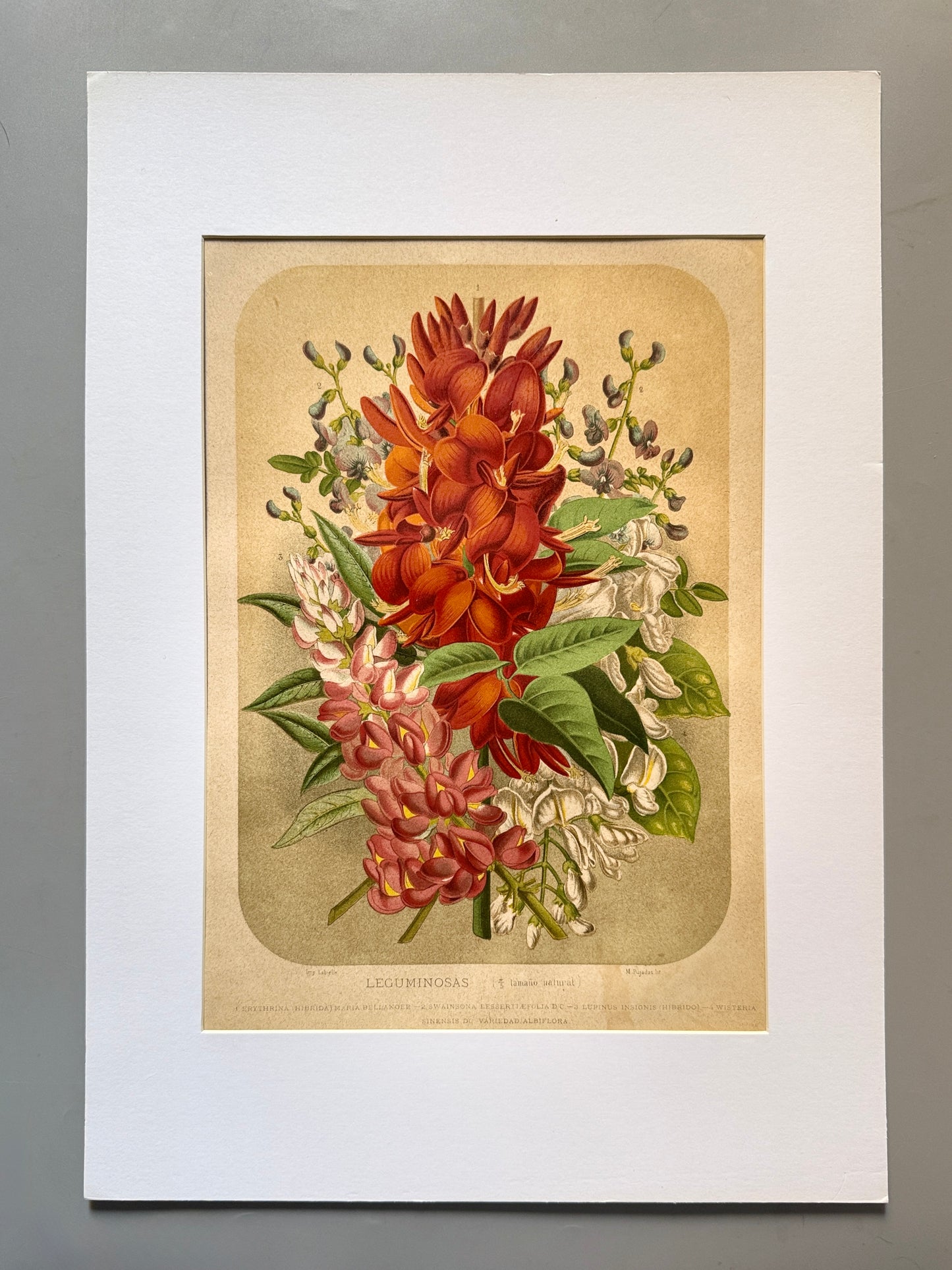 Cromolitografía botánica, Leguminosas - Historia Natural, Montaner y Simón 1876