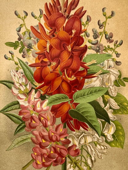 Cromolitografía botánica, Leguminosas - Historia Natural, Montaner y Simón 1876