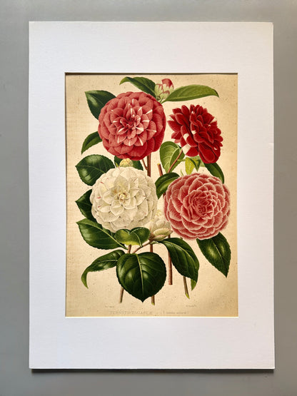 Cromolitografía botánica, Camelia - Historia Natural, Montaner y Simón 1876