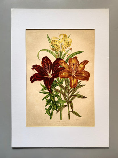 Cromolitografía botánica, Hibisco - Historia Natural, Montaner y Simón 1876