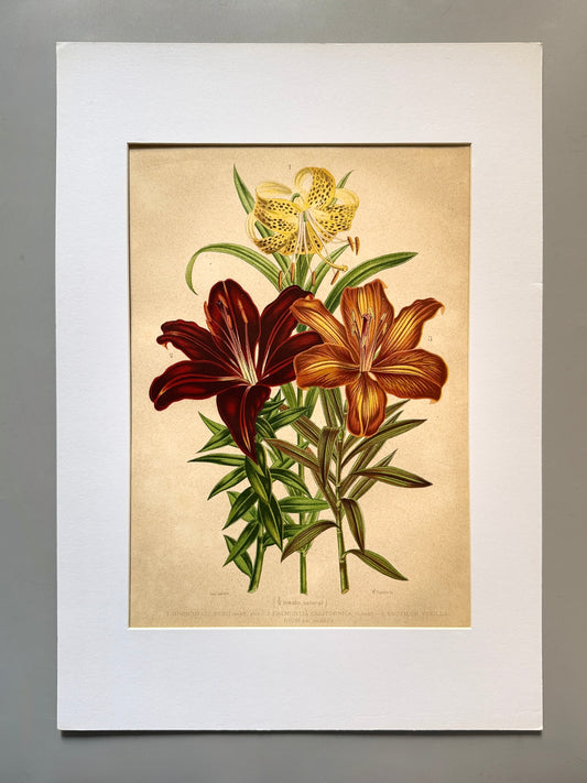 Cromolitografía botánica, Hibisco - Historia Natural, Montaner y Simón 1876