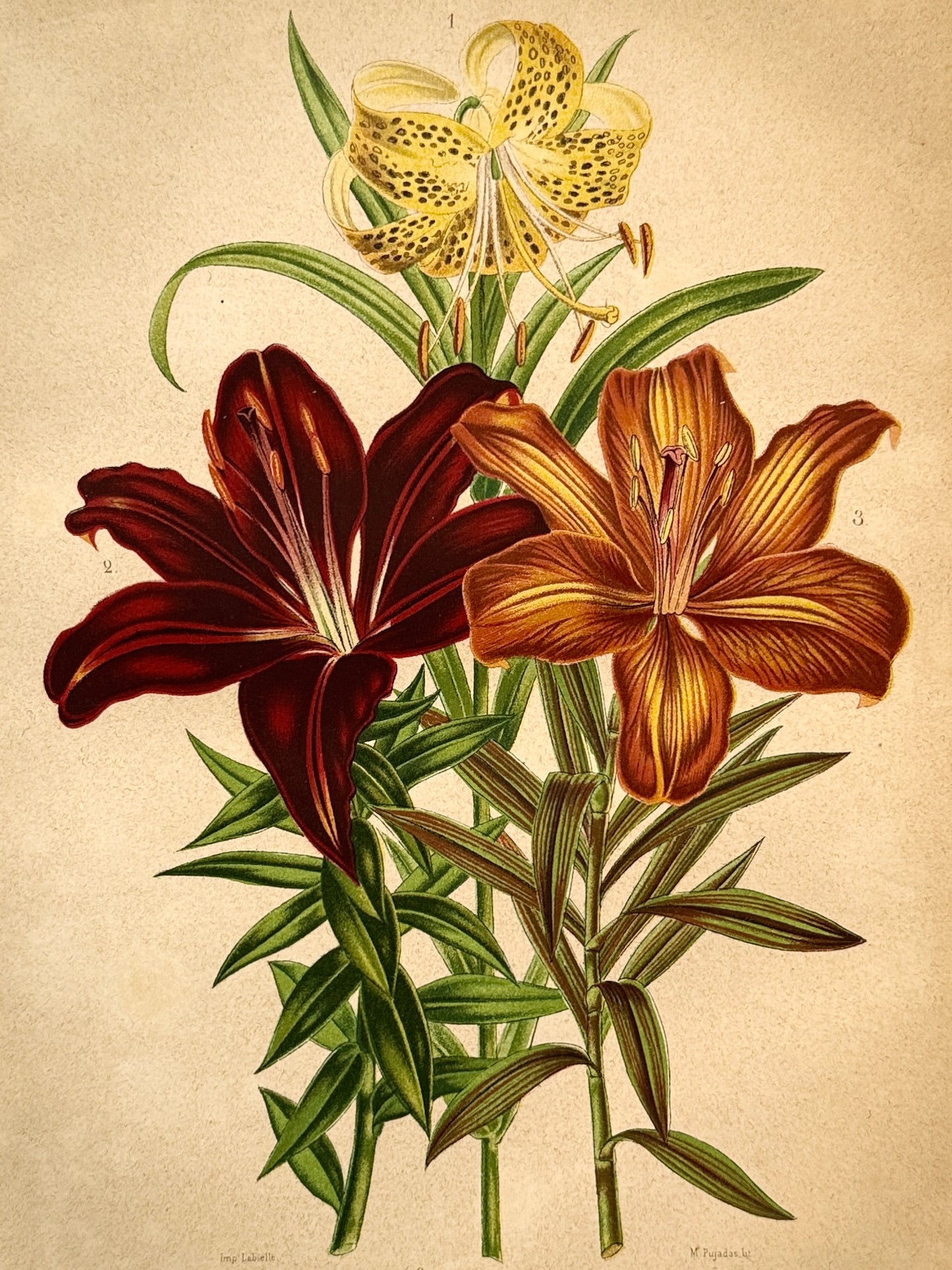 Cromolitografía botánica, Hibisco - Historia Natural, Montaner y Simón 1876