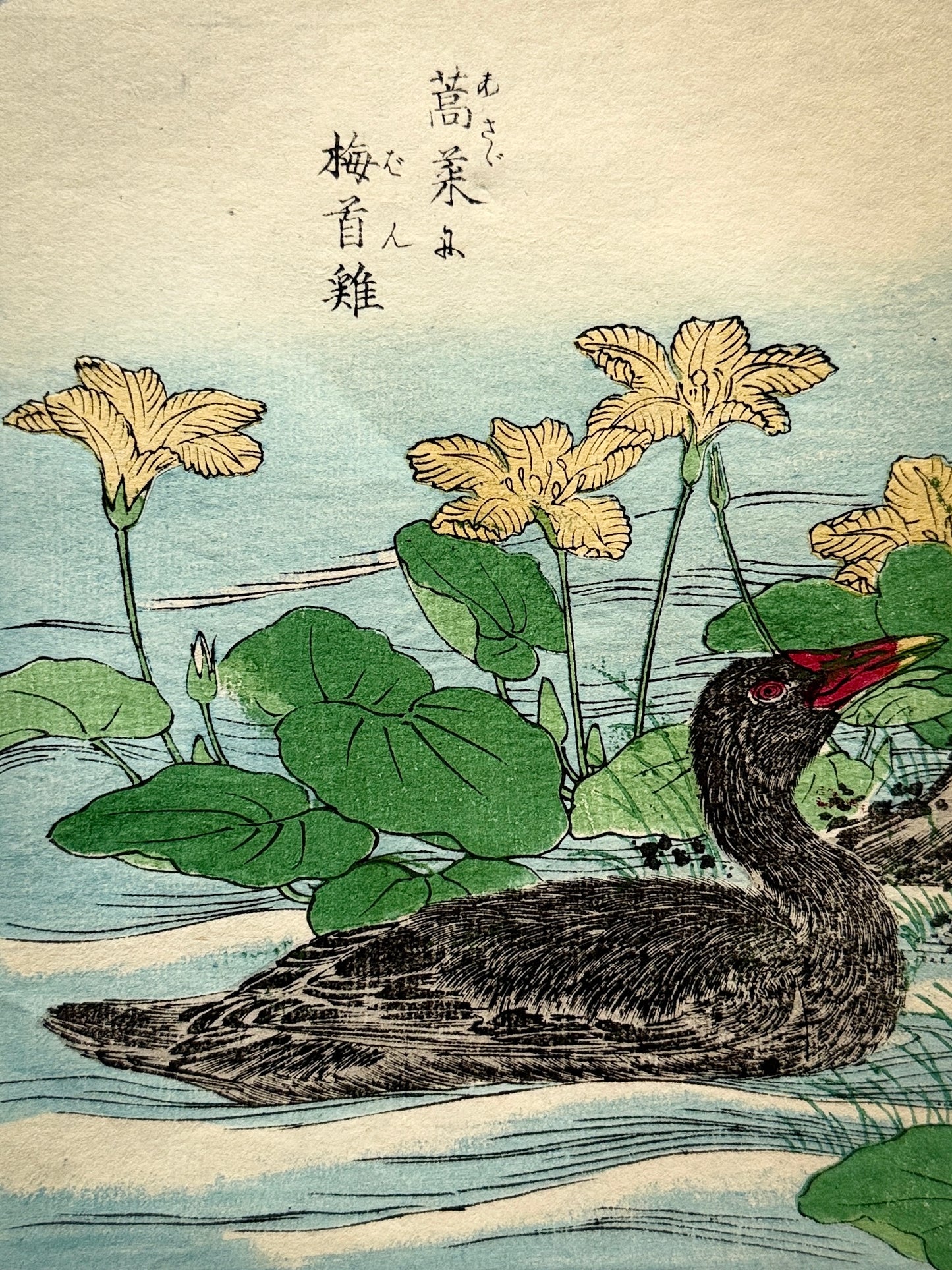 Grabado japonés ornitológico y botánico - s.XIX