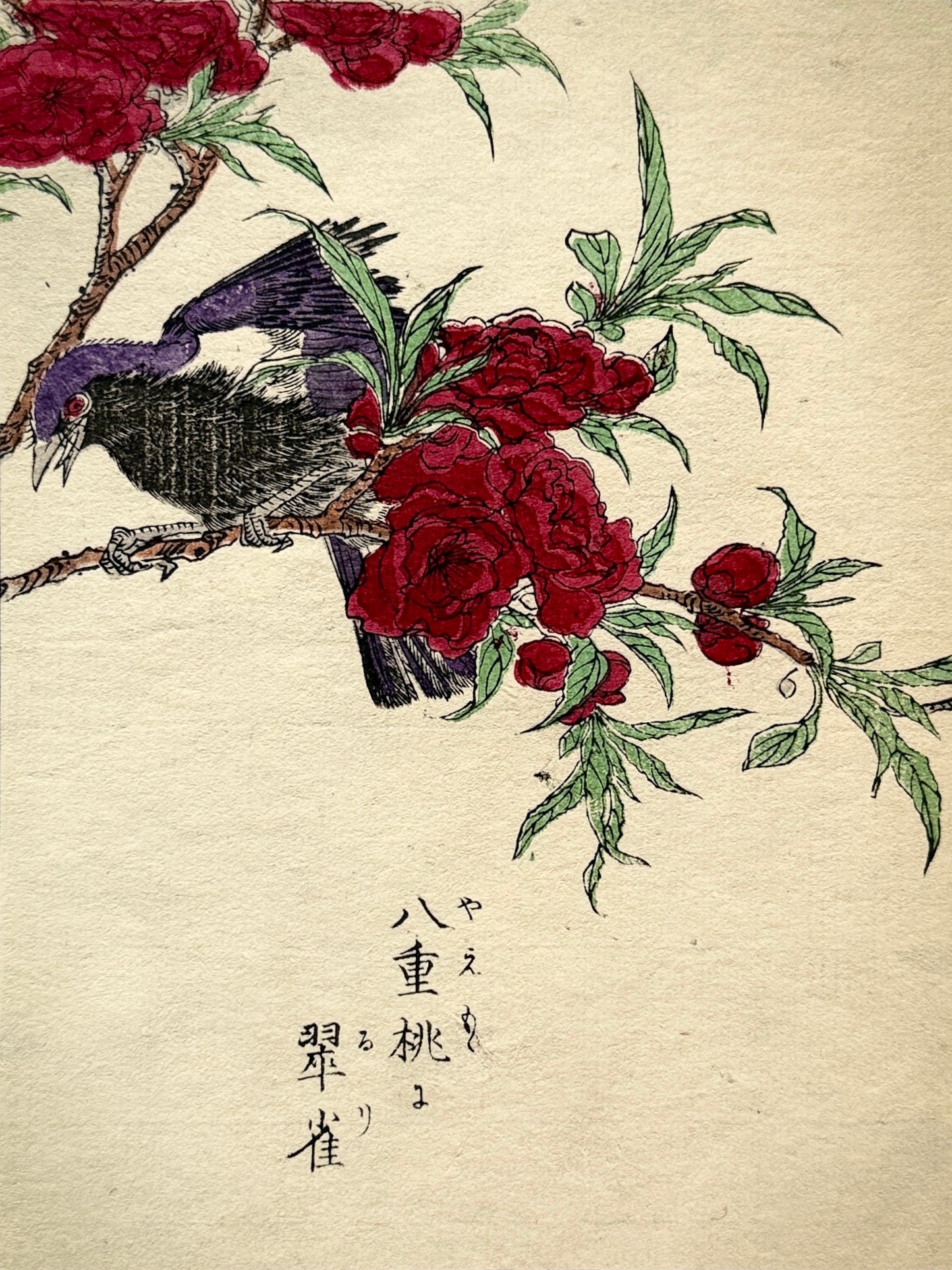 Grabado japonés ornitológico y botánico - s.XIX