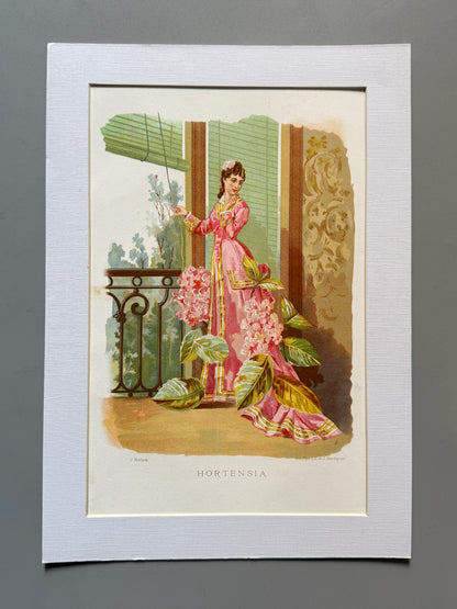 Cromolitografía Hortensia - La vida de las flores, 1878