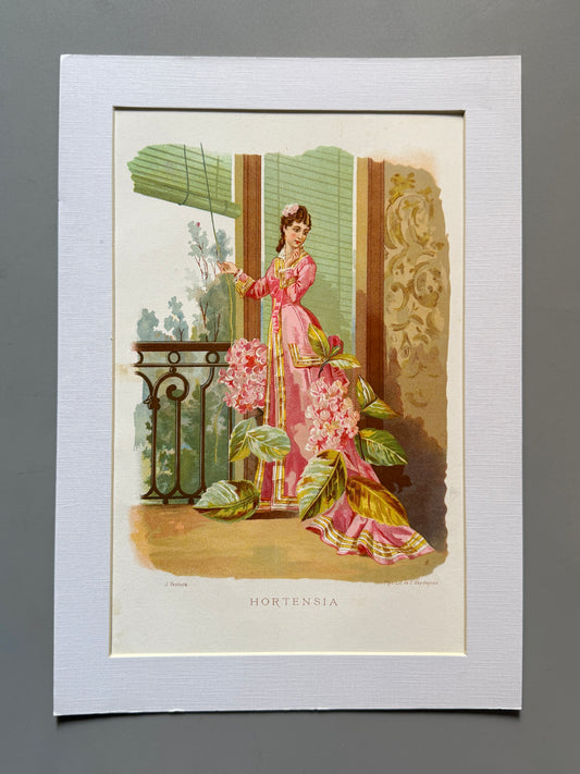 Cromolitografía Hortensia - La vida de las flores, 1878