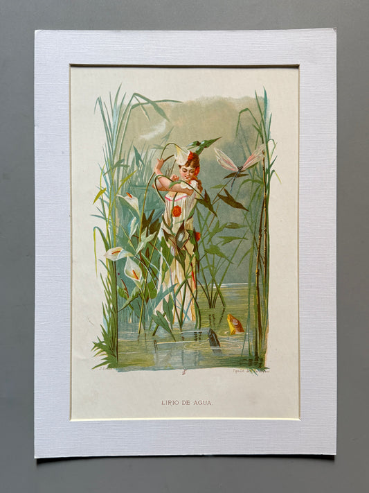Cromolitografía Lirio de agua - La vida de las flores, 1878
