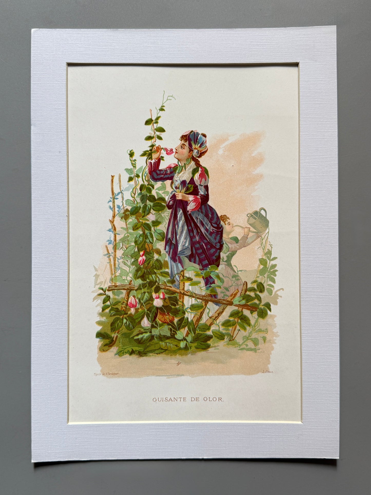 Cromolitografía Guisante de olor - La vida de las flores, 1878