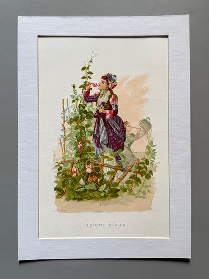 Cromolitografía Guisante de olor - La vida de las flores, 1878