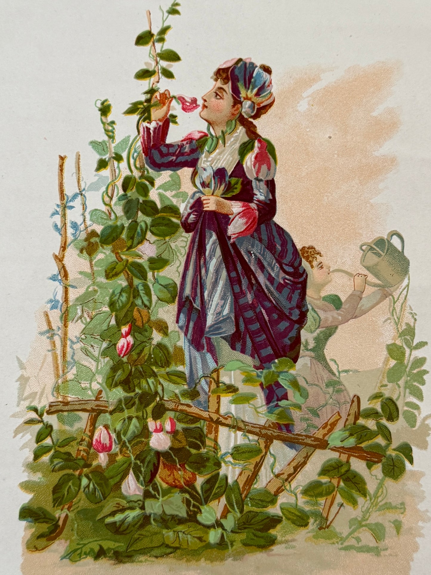 Cromolitografía Guisante de olor - La vida de las flores, 1878