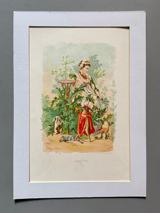 Cromolitografía Cicuta - La vida de las flores, 1878