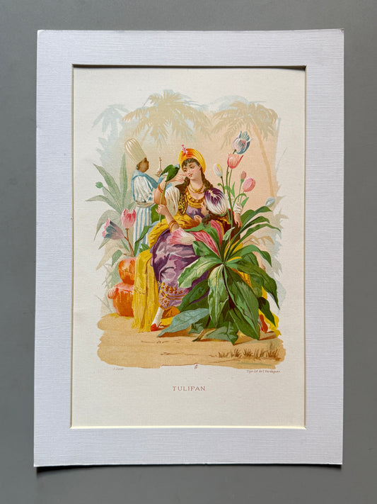 Cromolitografía Tulipan - La vida de las flores, 1878