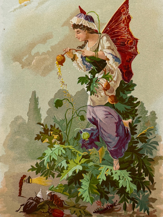 Cromolitografía Adormidera - La vida de las flores, 1878