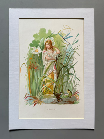 Cromolitografía Narciso - La vida de las flores, 1878