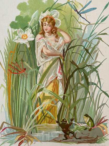 Cromolitografía Narciso - La vida de las flores, 1878