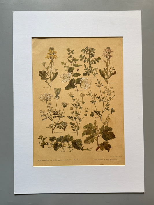 Cromolitografía botánica - Nos fleurs, ca. 1900