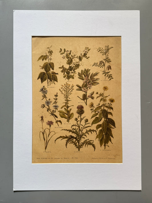 Cromolitografía botánica - Nos fleurs, ca. 1900