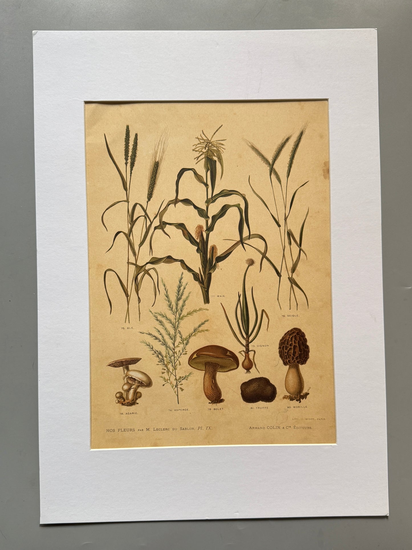 Cromolitografía botánica - Nos fleurs, ca. 1900