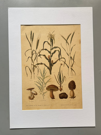 Cromolitografía botánica - Nos fleurs, ca. 1900