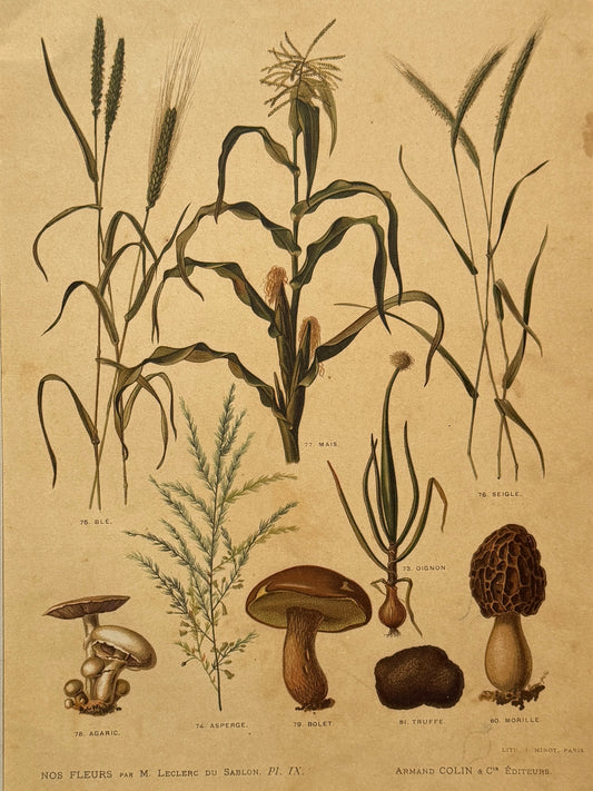 Cromolitografía botánica - Nos fleurs, ca. 1900