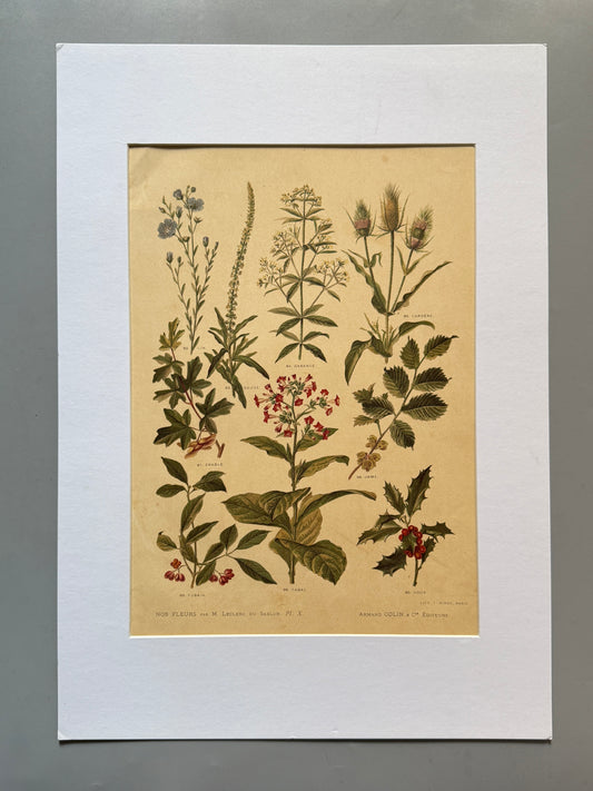 Cromolitografía botánica - Nos fleurs, ca. 1900