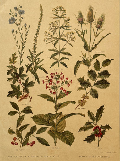 Cromolitografía botánica - Nos fleurs, ca. 1900