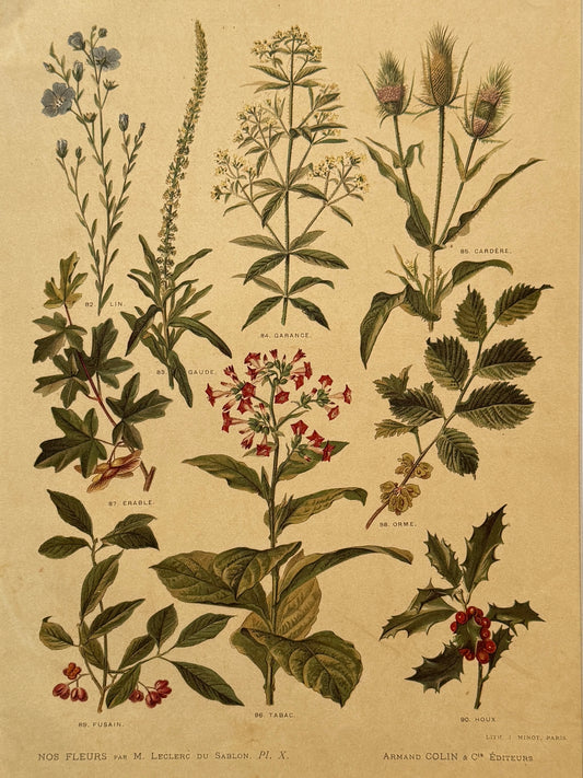 Cromolitografía botánica - Nos fleurs, ca. 1900
