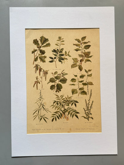Cromolitografía botánica - Nos fleurs, ca. 1900