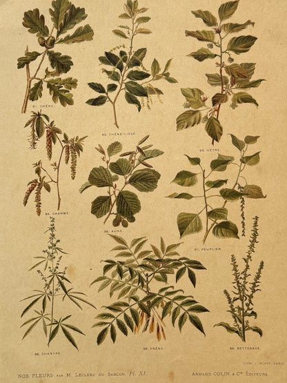 Cromolitografía botánica - Nos fleurs, ca. 1900