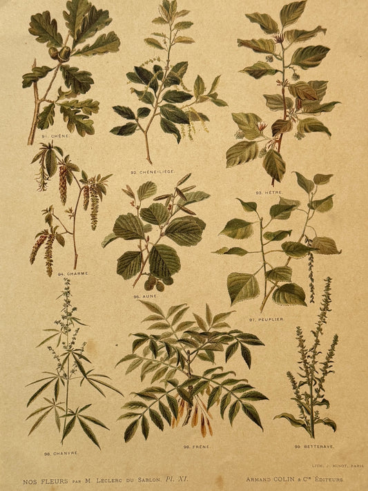Cromolitografía botánica - Nos fleurs, ca. 1900