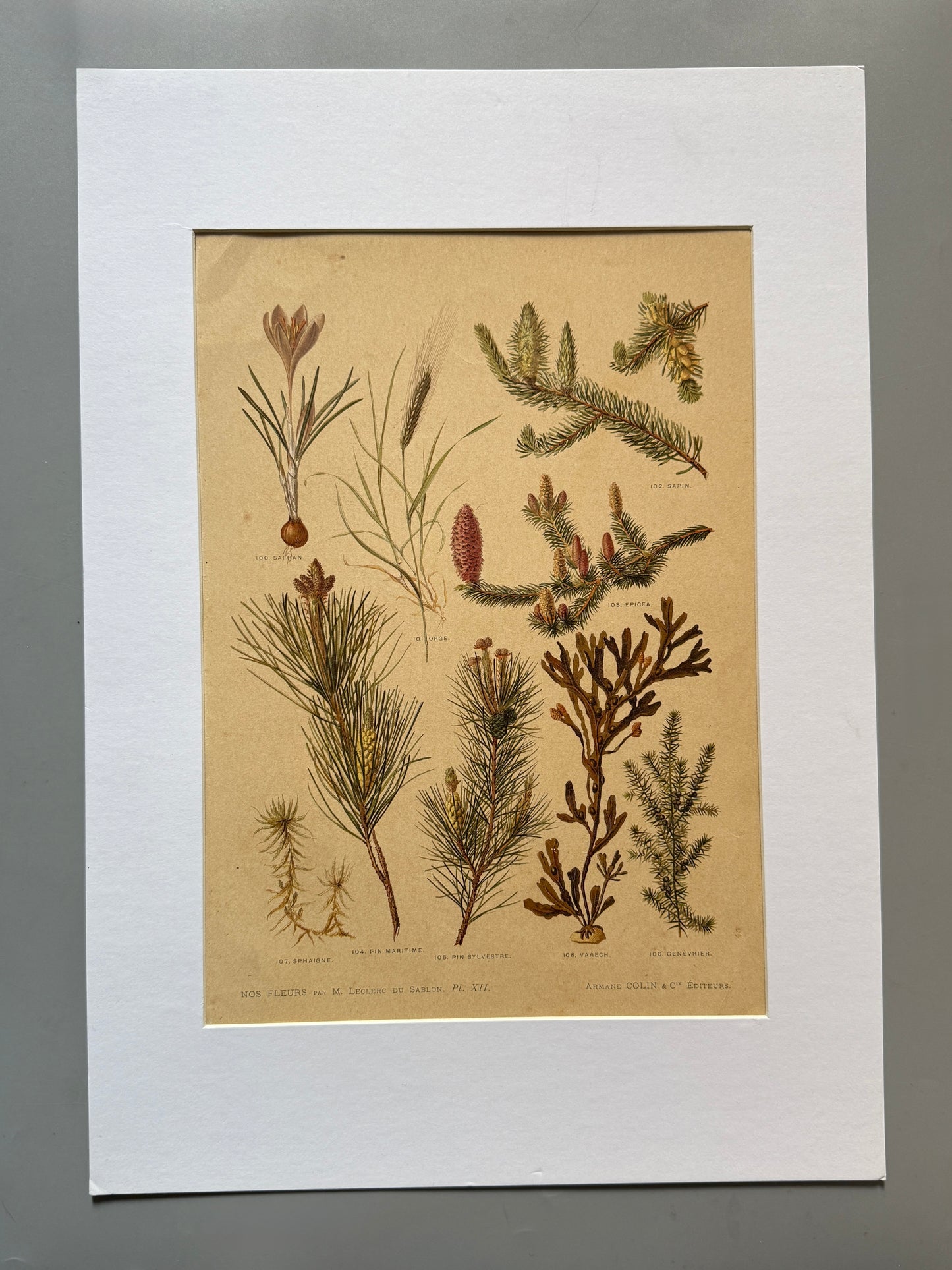 Cromolitografía botánica - Nos fleurs, ca. 1900
