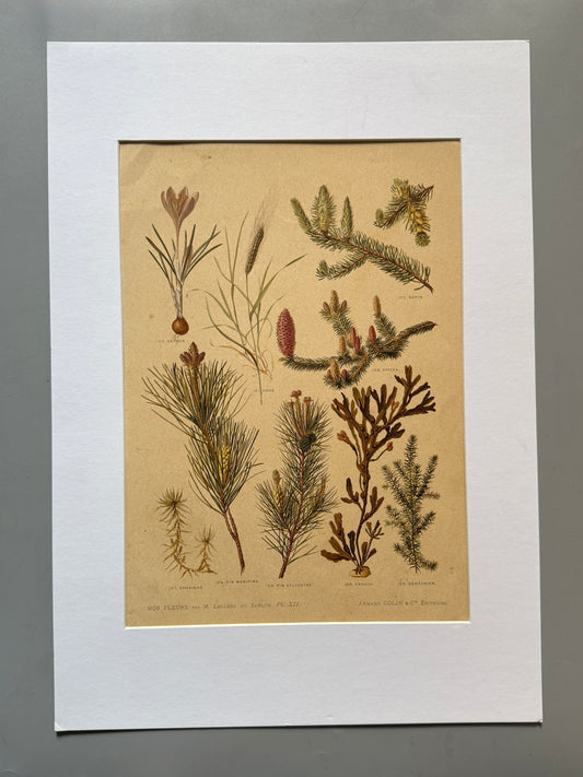 Cromolitografía botánica - Nos fleurs, ca. 1900