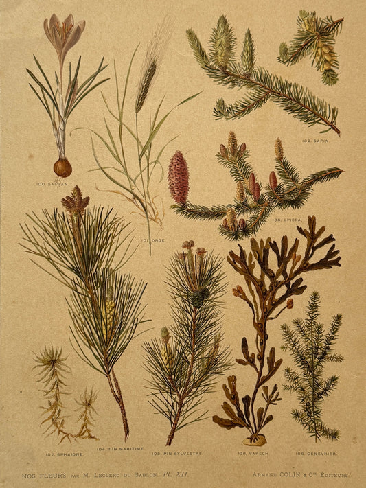Cromolitografía botánica - Nos fleurs, ca. 1900